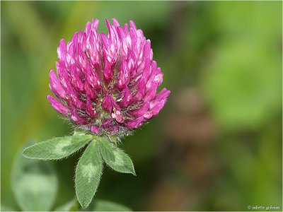  Rode klaver (Trifolium pratense)