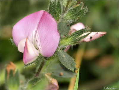 
 Kattendoorn (Ononis repens)