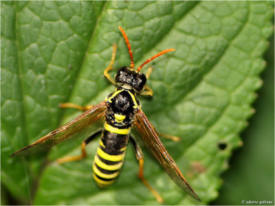  Helmkruidbladwesp (Allantus scrophulariae)