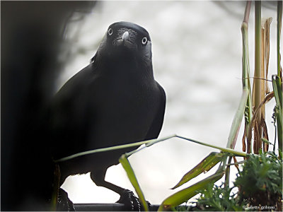  Kauw (Corvus monedula), jackdaw