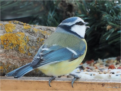 
pimpelmees (Cyanistes caeruleus)
