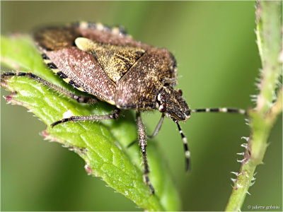 
Bessenwants (Dolycoris baccarum)