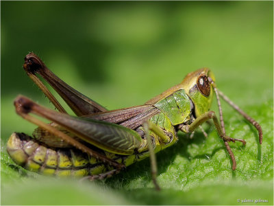 
Krasser (Chorthippus parallelus)