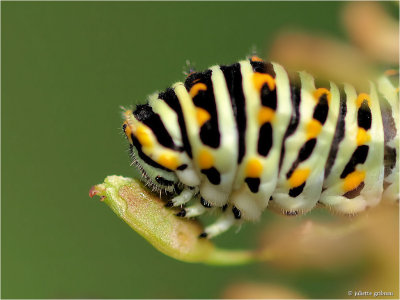 
rups van de Koninginnenpage (Papilio machaon)