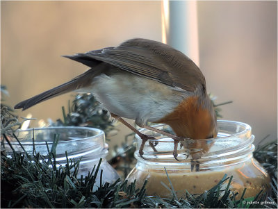 
roodborstje (Erithacus rubecula)
