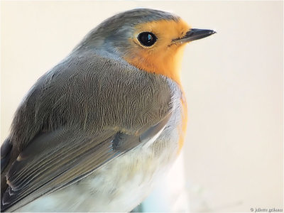 
roodborstje (Erithacus rubecula)
