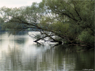Nationaal Park De Biesbosch