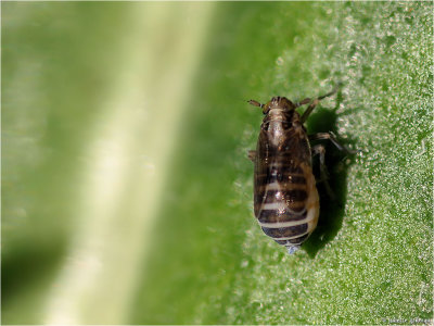 
Dwergcicade (flavicollis-subangulata) nymph
