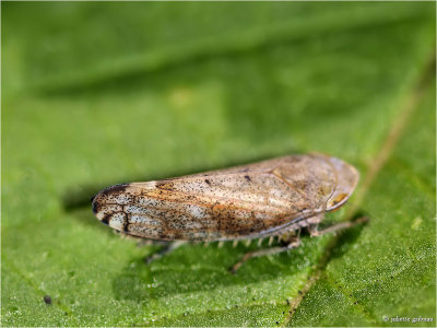 
Zangcicade (Neophilaenus campestris)
