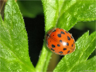 
24-stippelig Lieveheersbeestje (Subcoccinella vigintiquattuorpunctata)
