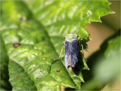
Groene rietcicade (Cicadella viridis) ♂
