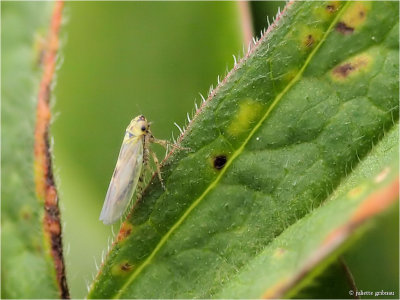 
dwergcicade (Sonronius dahlbomi)
