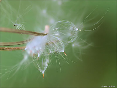 
Zaad van het Wilgenroosje (Chamerion angustifolium)
