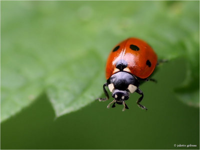 Zevenstippelig lieveheersbeestje (Coccinella septempunctata)