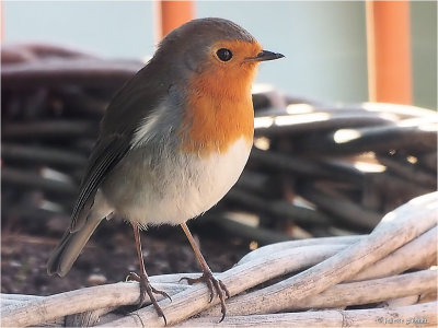 
roodborstje (Erithacus rubecula)
