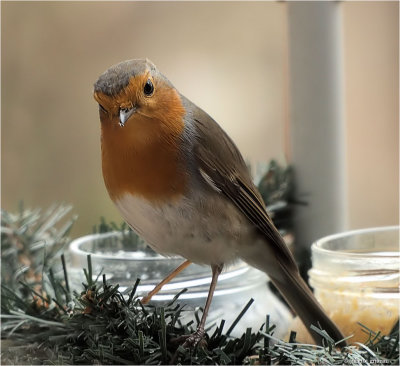 
roodborstje (Erithacus rubecula)
