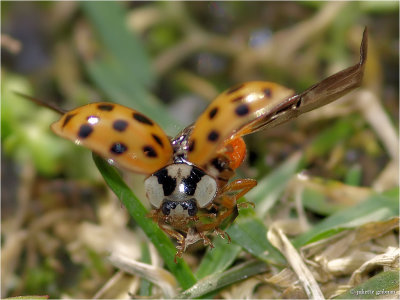 aziatisch lieveheersbeestje (Harmonia axyridis)