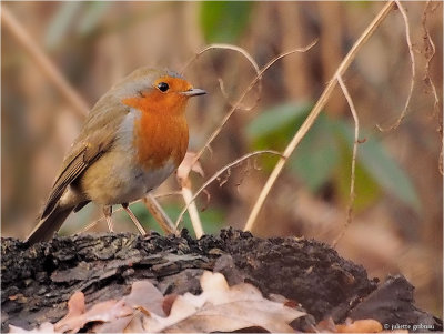 
roodborstje (Erithacus rubecula)
