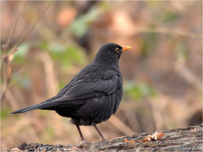 merel (Turdus merula)