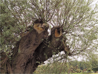 oude knotwilg (salix sp.)