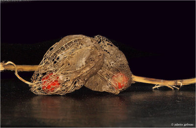 
 lampionplant (Physalis alkekengi)
