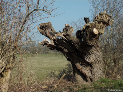 oude knotwilg (salix sp.)
