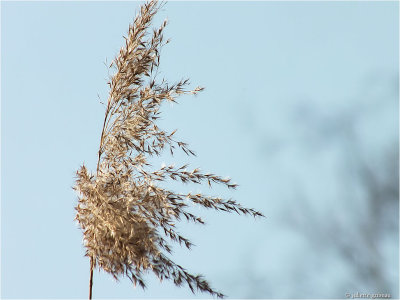 
Riet (Phragmites australis)
