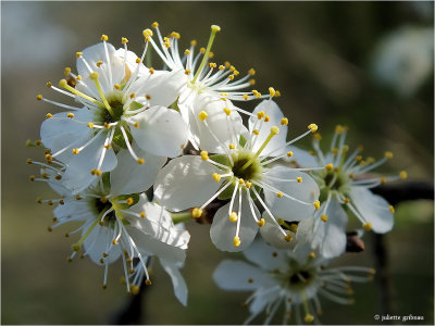 
Amerikaanse vogelkers of bospest (Prunus serotina)

