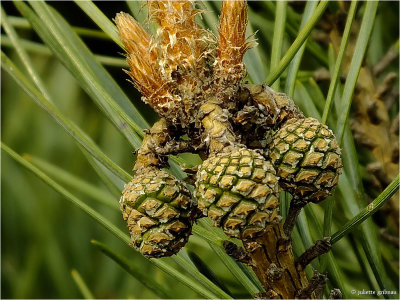 grove den (Pinus sylvestris)
