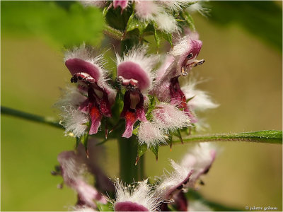 
Hartgespan (Leonurus cardiaca) 
