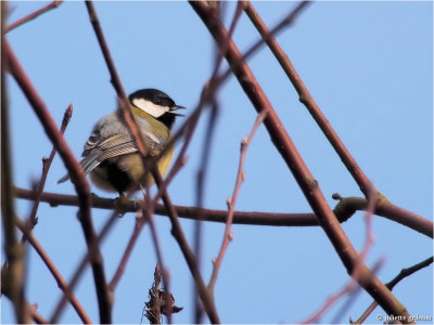 
Koolmees (Parus major)
