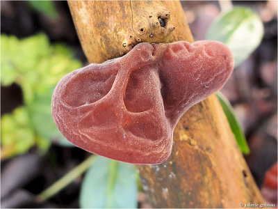 
judasoor (Auricularia auricula-judae)
