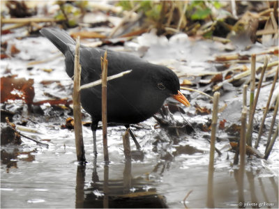 merel (Turdus merula)