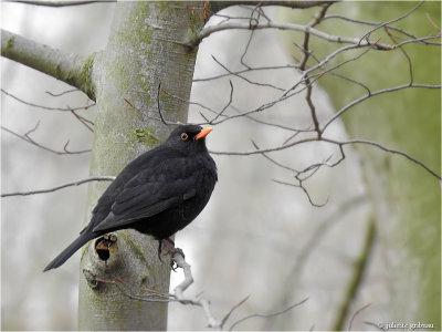 merel (Turdus merula)