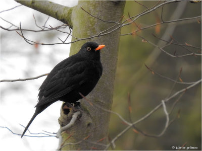 merel (Turdus merula)