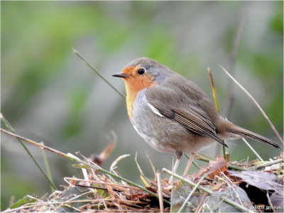 
roodborstje (Erithacus rubecula) 
