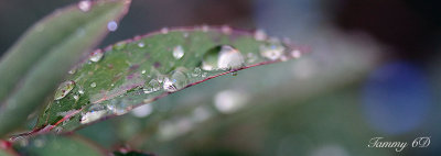 Raindrops in the Garden