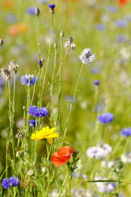 Champ de fleurs