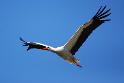 Cigogne