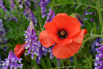 Coquelicot