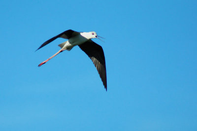 Echasse blanche