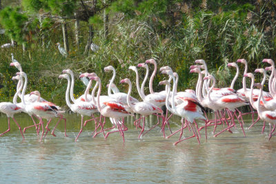 Flamants roses