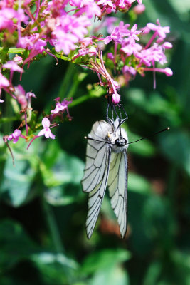 Papillon
