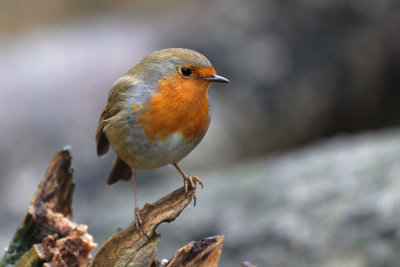 Rouge gorge