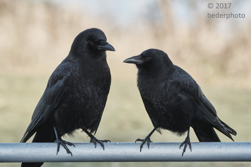 coast crows