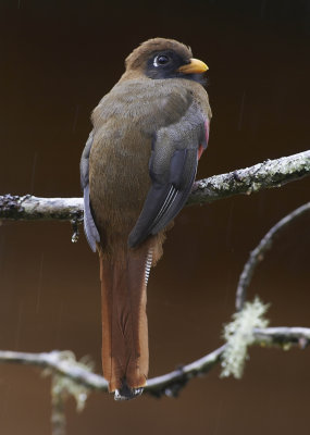 F Trogon, San Isidro