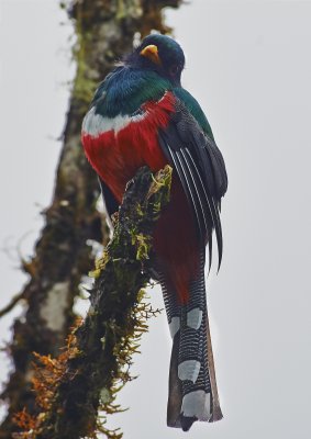 M Trogon, San Isidro