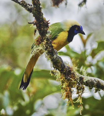 Inca jay, San Isidro