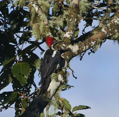 Lineated Woodpecker, Sumaco lodge
