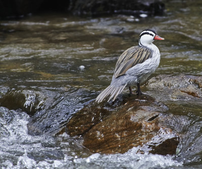  Torrent Duck, Guango River